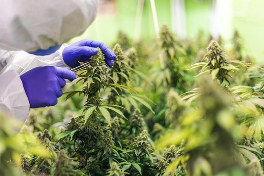 Qual è la differenza tra cbd e thc?